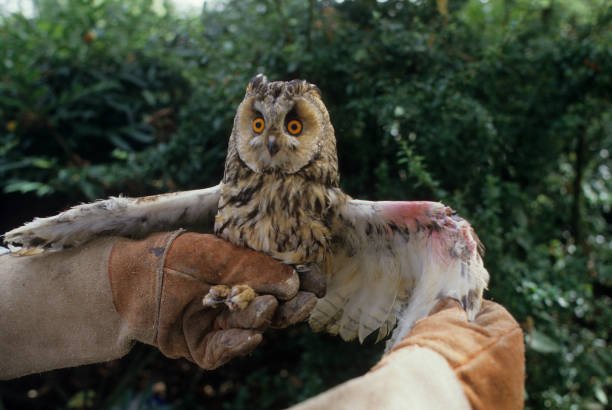 Can I Volunteer for Bird Rescue and What Training Is Required?