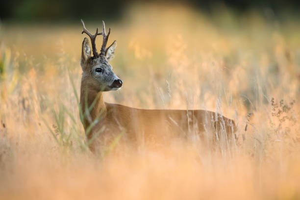 Can you share success stories of deer rescue and release back into the wild?