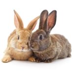 What are the common health issues faced by rescued rabbits and how can they be prevented?