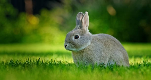 How can I adopt a rescued rabbit near me?
