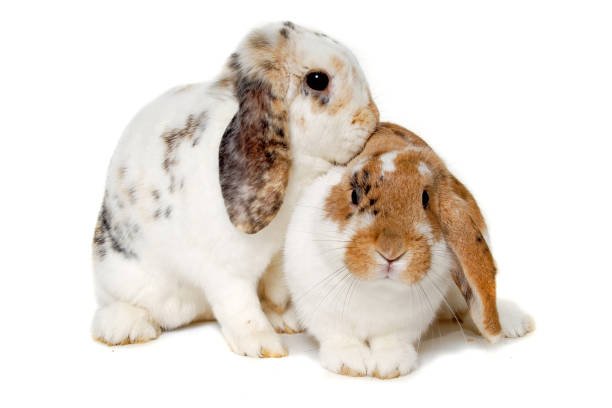 Can rescued rabbits be introduced to other pets in the household, and how should this be done to ensure their safety?