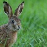 How can I create a safe and comfortable environment for a rescued rabbit at home?